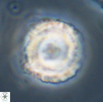 Bomolithus cantabriae 58496