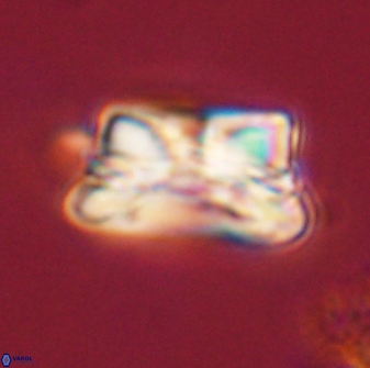 Bomolithus cantabriae 58497