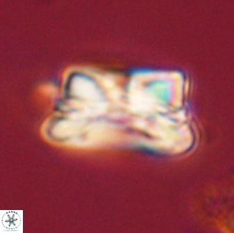 Bomolithus cantabriae 58497