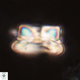 Bomolithus cantabriae 58498