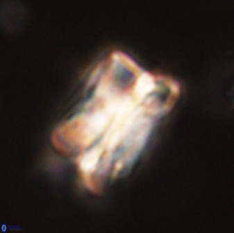 Bomolithus cantabriae 58499