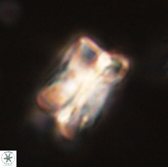 Bomolithus cantabriae 58499