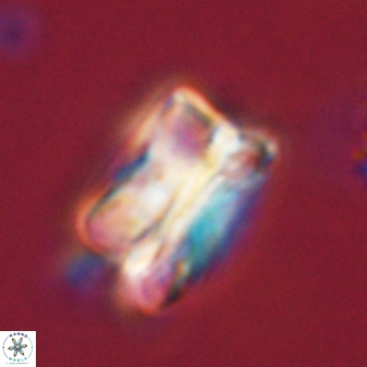 Bomolithus cantabriae 58500