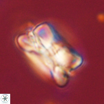 Bomolithus cantabriae 58501