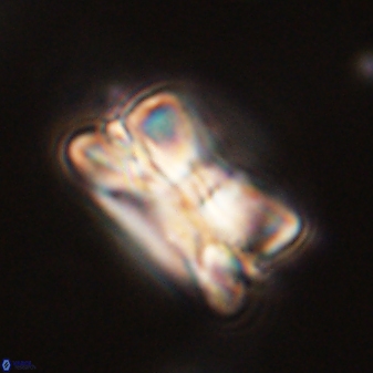 Bomolithus cantabriae 58502
