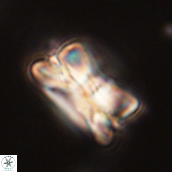 Bomolithus cantabriae 58502