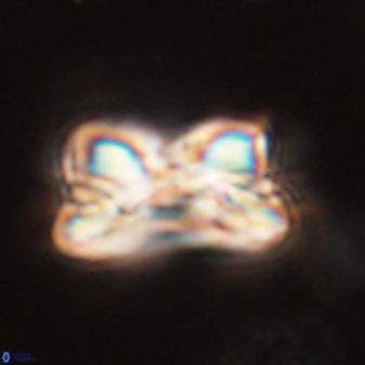 Bomolithus cantabriae 58503