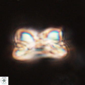 Bomolithus cantabriae 58503