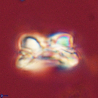 Bomolithus cantabriae 58504