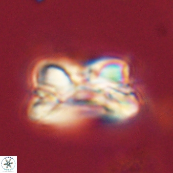 Bomolithus cantabriae 58504