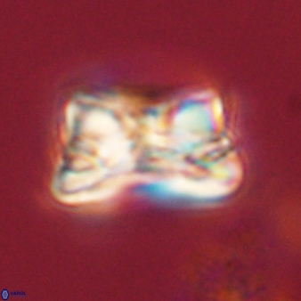Bomolithus cantabriae 58505