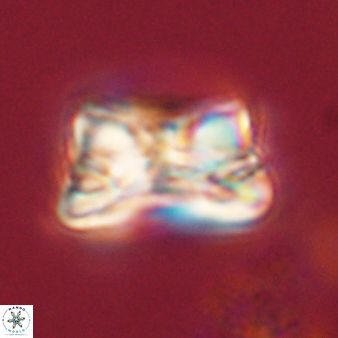 Bomolithus cantabriae 58505
