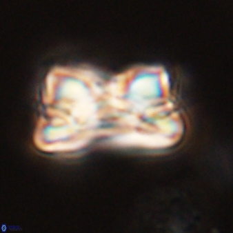 Bomolithus cantabriae 58506