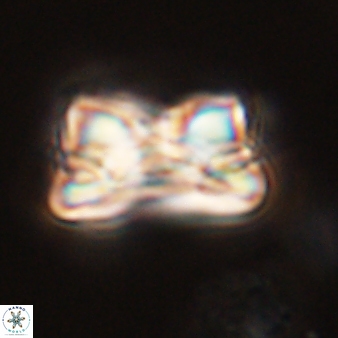 Bomolithus cantabriae 58506