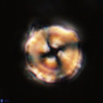 Bomolithus cantabriae 58507