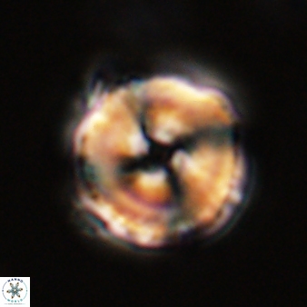 Bomolithus cantabriae 58507