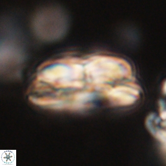 Bomolithus dydimolofous 70637