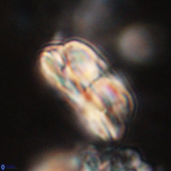 Bomolithus dydimolofous 70637