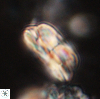 Bomolithus dydimolofous 70637