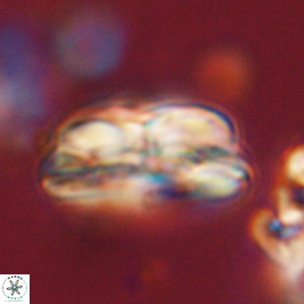 Bomolithus dydimolofous 70637