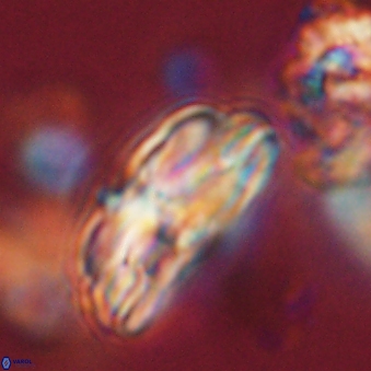 Bomolithus dydimolofous 70637