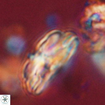 Bomolithus dydimolofous 70637