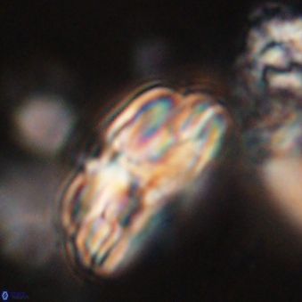 Bomolithus dydimolofous 70637