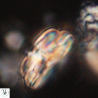 Bomolithus dydimolofous 70637