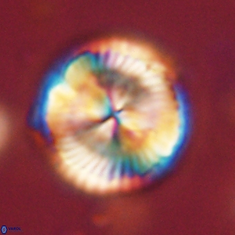 Bomolithus dydimolofous 70637