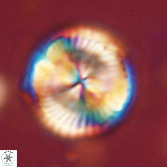 Bomolithus dydimolofous 70637