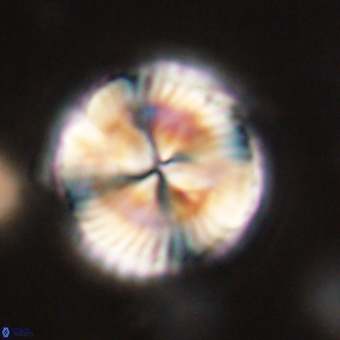 Bomolithus dydimolofous 70637