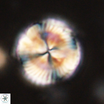 Bomolithus dydimolofous 70637