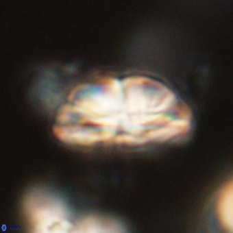 Bomolithus dydimolofous 70565