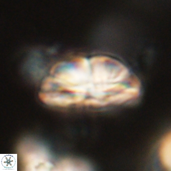 Bomolithus dydimolofous 70565