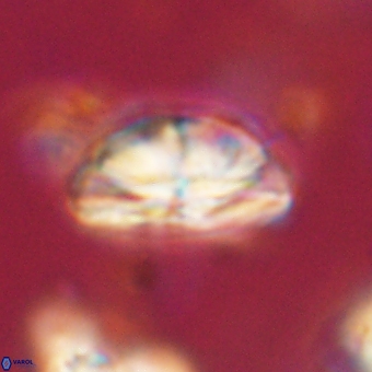 Bomolithus dydimolofous 70571