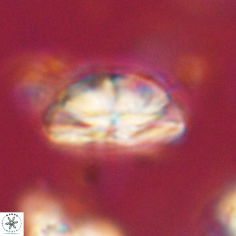 Bomolithus dydimolofous 70571