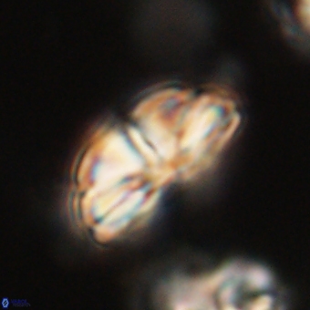 Bomolithus dydimolofous 70573