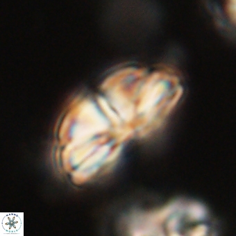 Bomolithus dydimolofous 70573