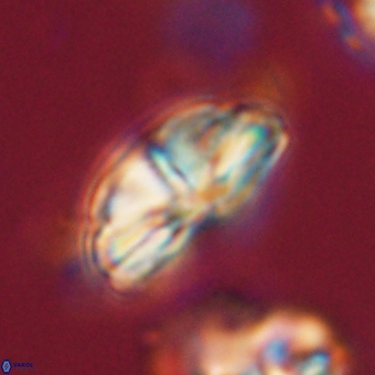 Bomolithus dydimolofous 70574