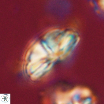 Bomolithus dydimolofous 70574