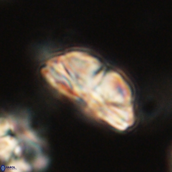 Bomolithus dydimolofous 70577