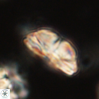 Bomolithus dydimolofous 70577