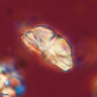 Bomolithus dydimolofous 70578