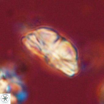 Bomolithus dydimolofous 70578