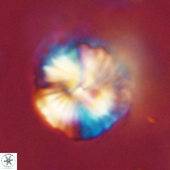 Bomolithus dydimolofous 70579