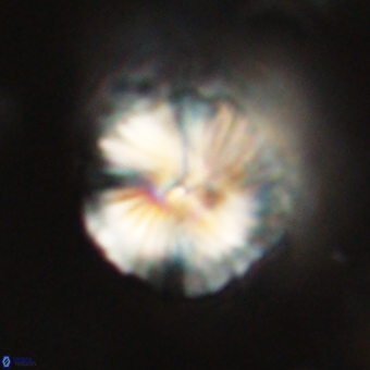 Bomolithus dydimolofous 70580