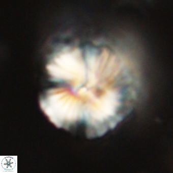 Bomolithus dydimolofous 70580