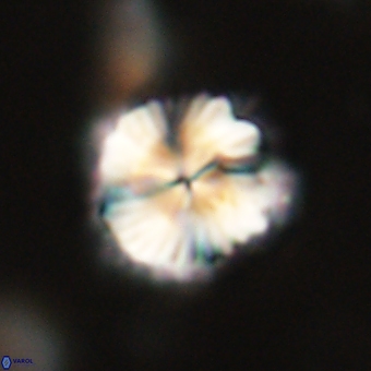 Bomolithus dydimolofous 70581