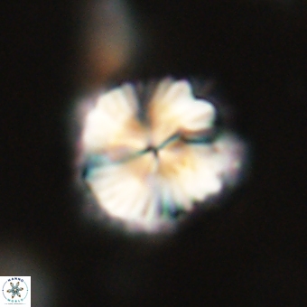 Bomolithus dydimolofous 70581