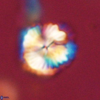 Bomolithus dydimolofous 70582